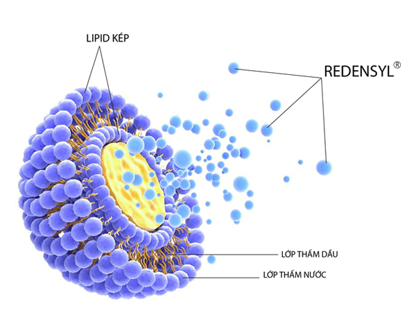 Dr.FORHAIR Liposome là gì?