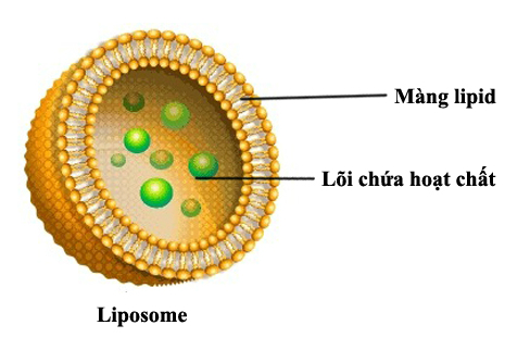 Dr.FORHAIR Liposome là gì?