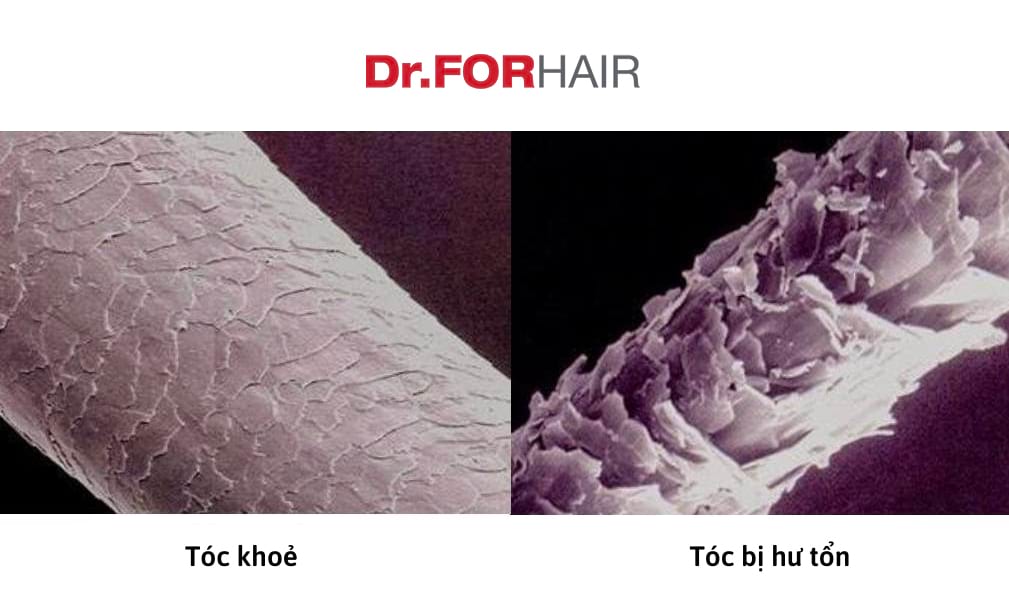 dầu gội phục hồi