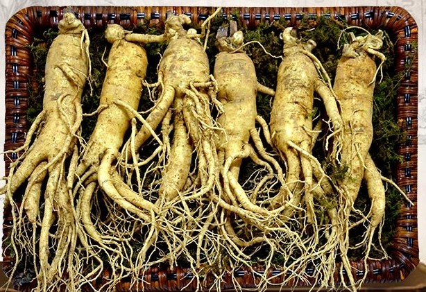 dau goi nhan sam han quoc