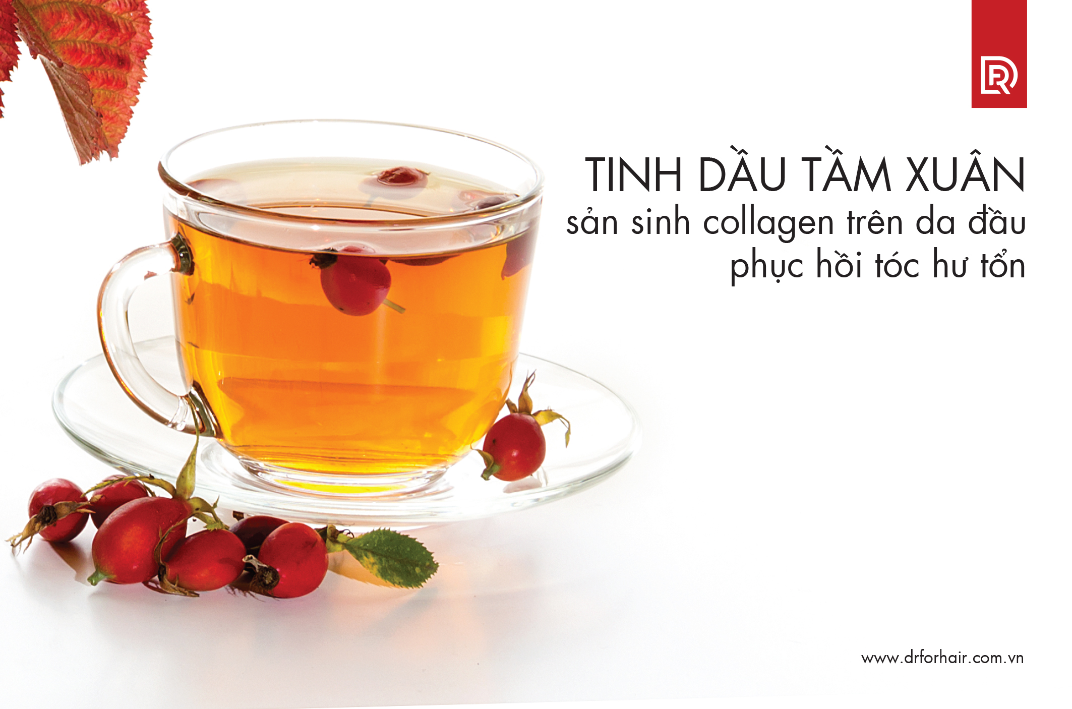 tinh dầu tầm xuân